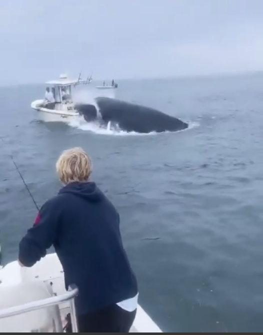 Whales danger for Boaters.